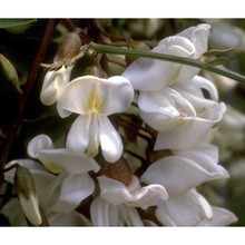 robinia pseudoacacia l.