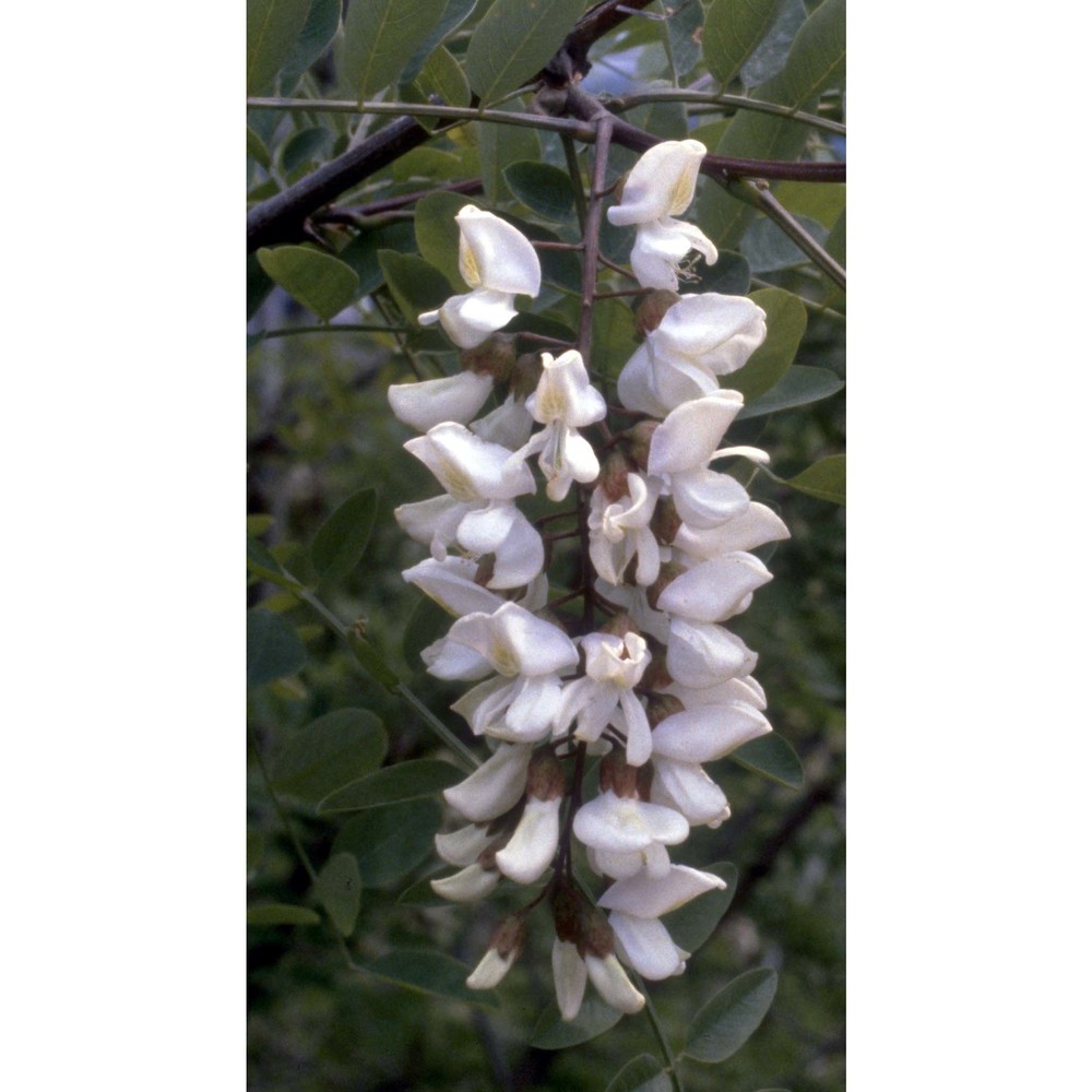 robinia pseudoacacia l.