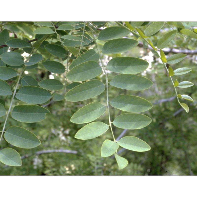 robinia pseudoacacia l.