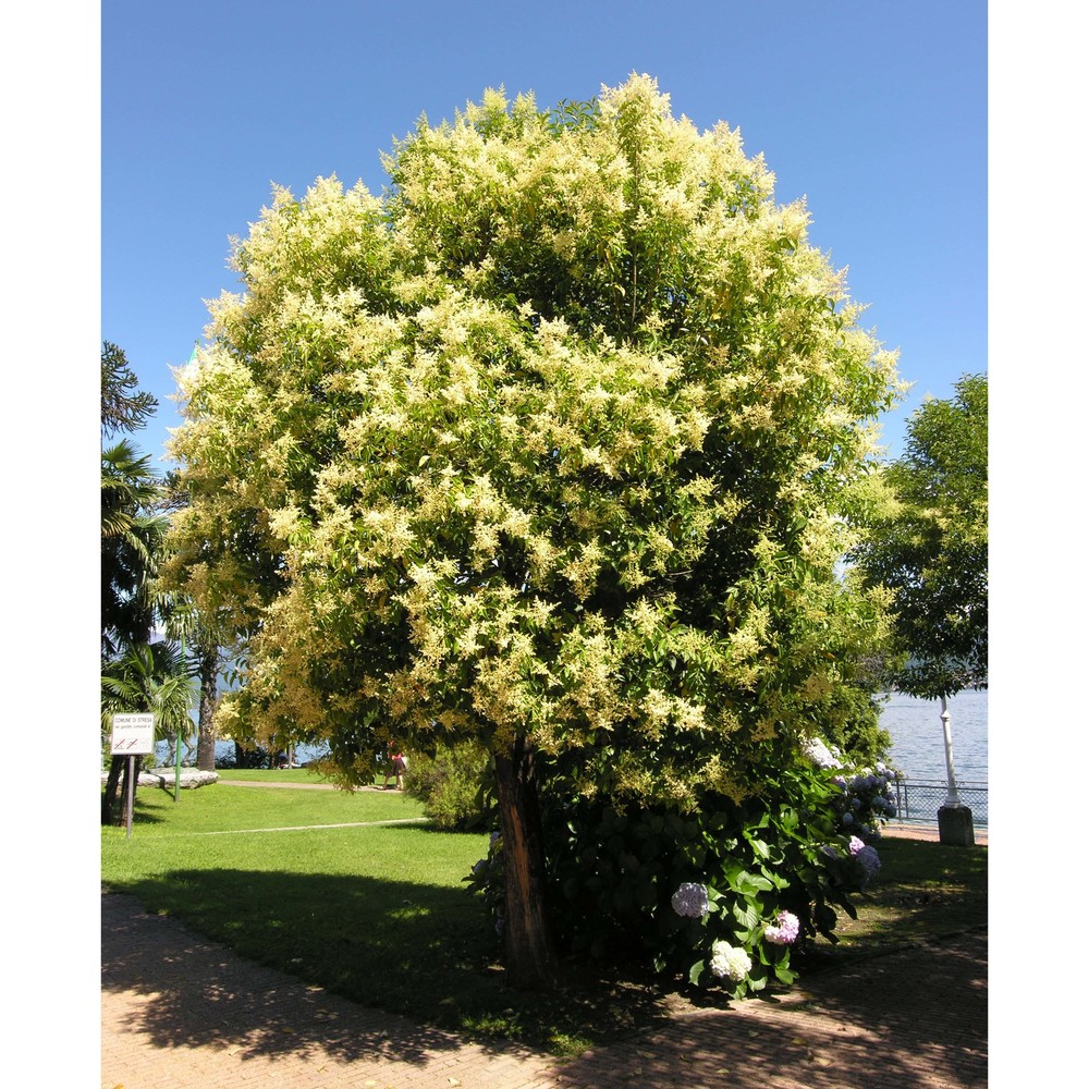 sophora japonica l.