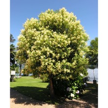 sophora japonica l.