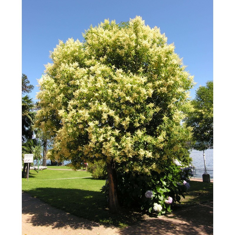 sophora japonica l.