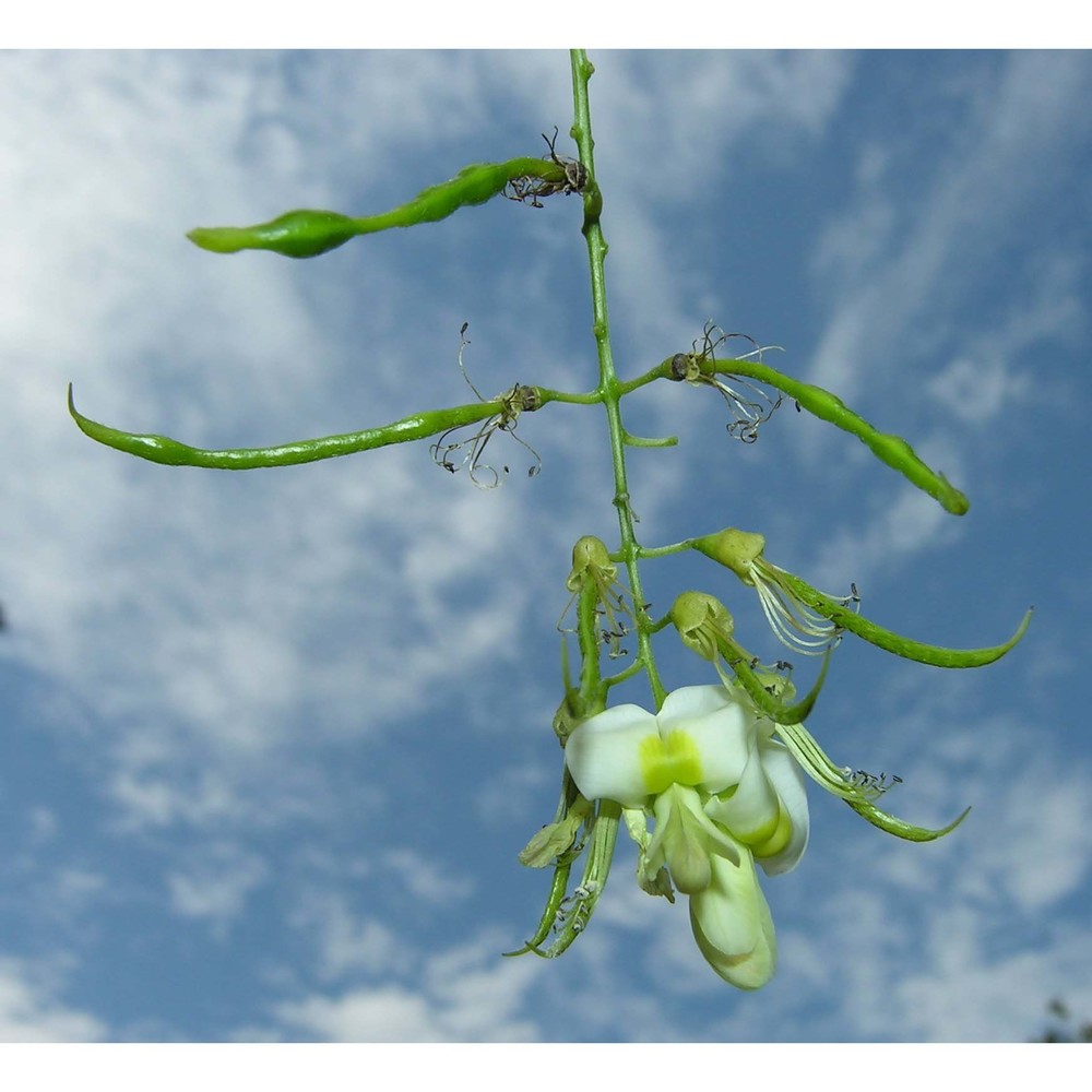 sophora japonica l.