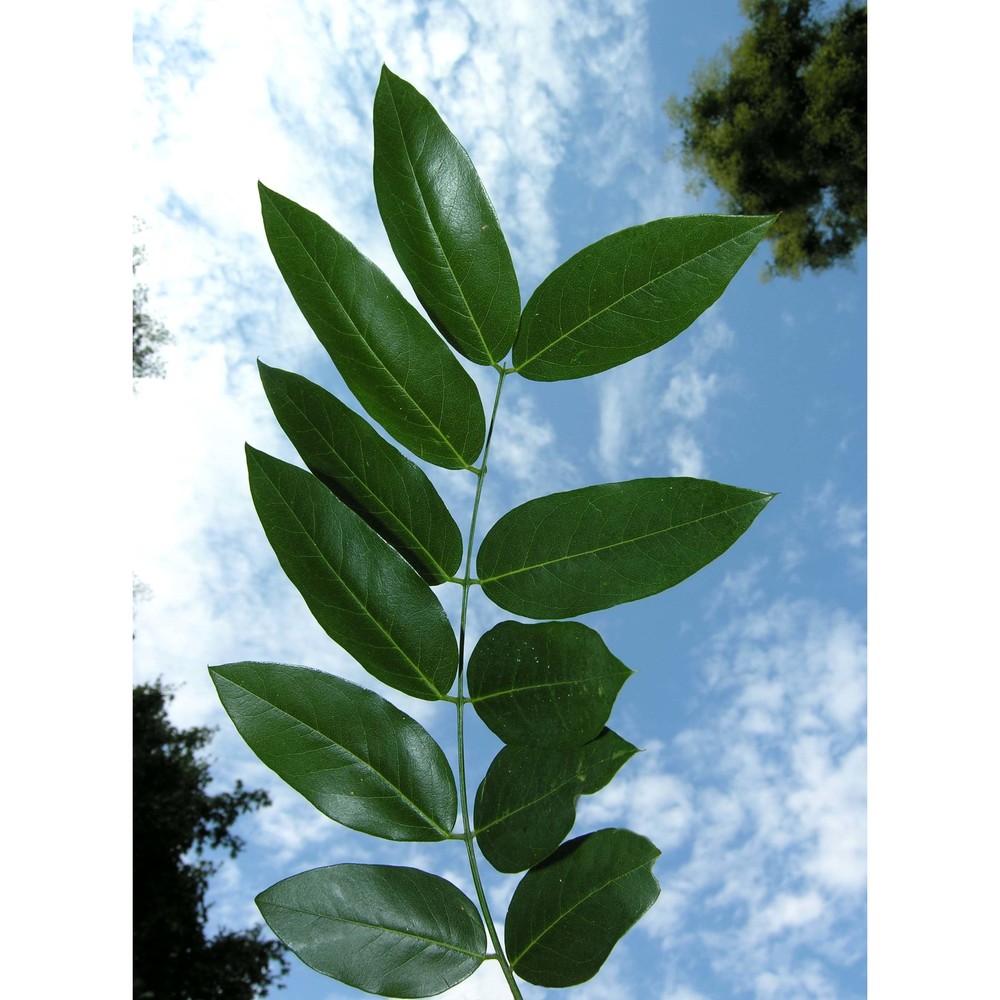 sophora japonica l.