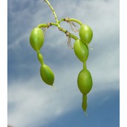 sophora japonica l.