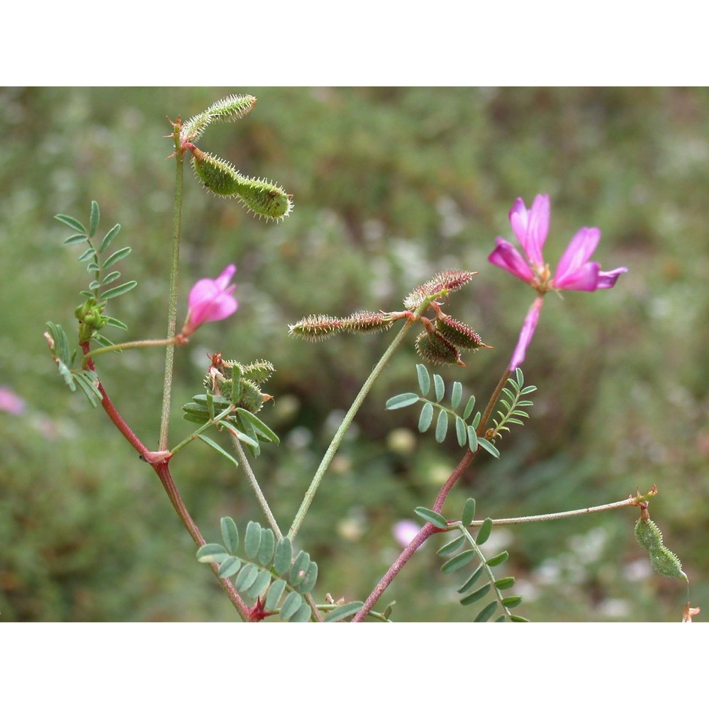 sulla capitata (desf.) b. h. choi et h. ohashi