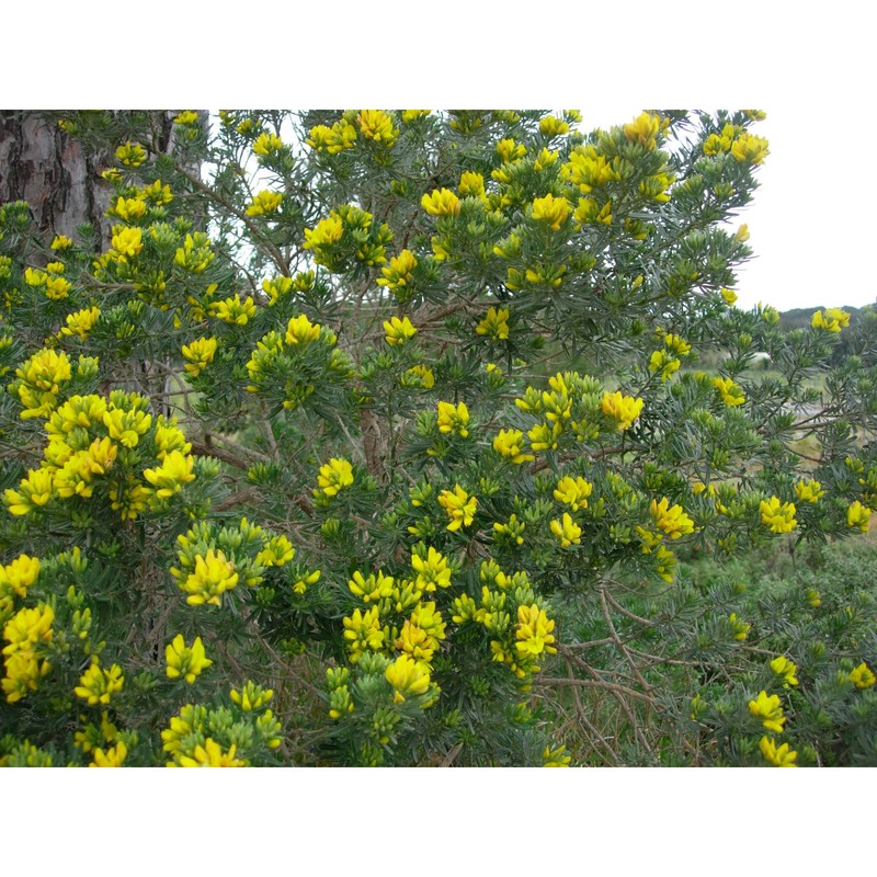 teline linifolia (l.) webb et berthel.