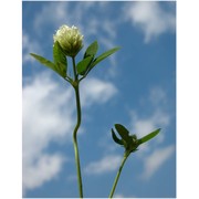 trifolium alexandrinum l.