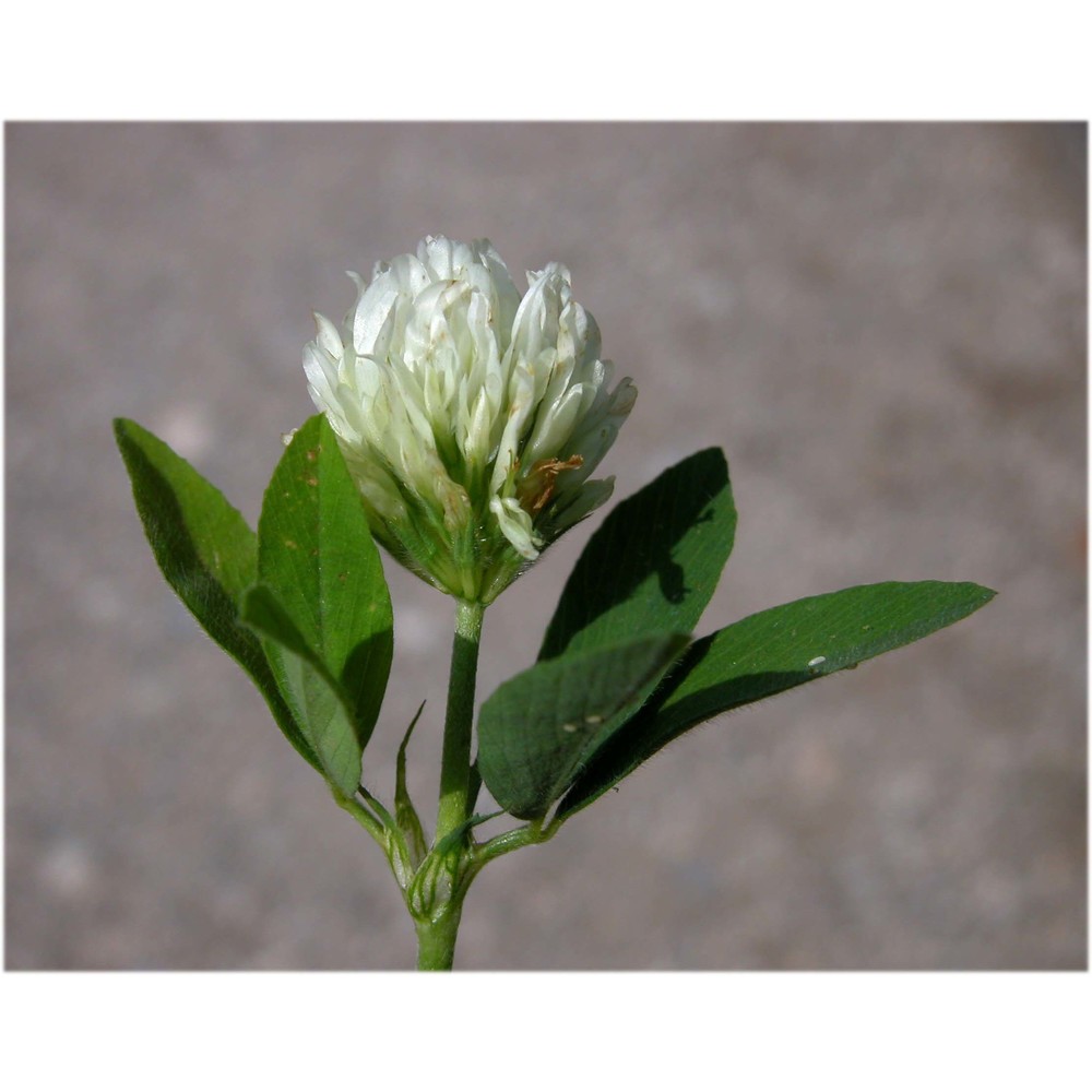 trifolium alexandrinum l.