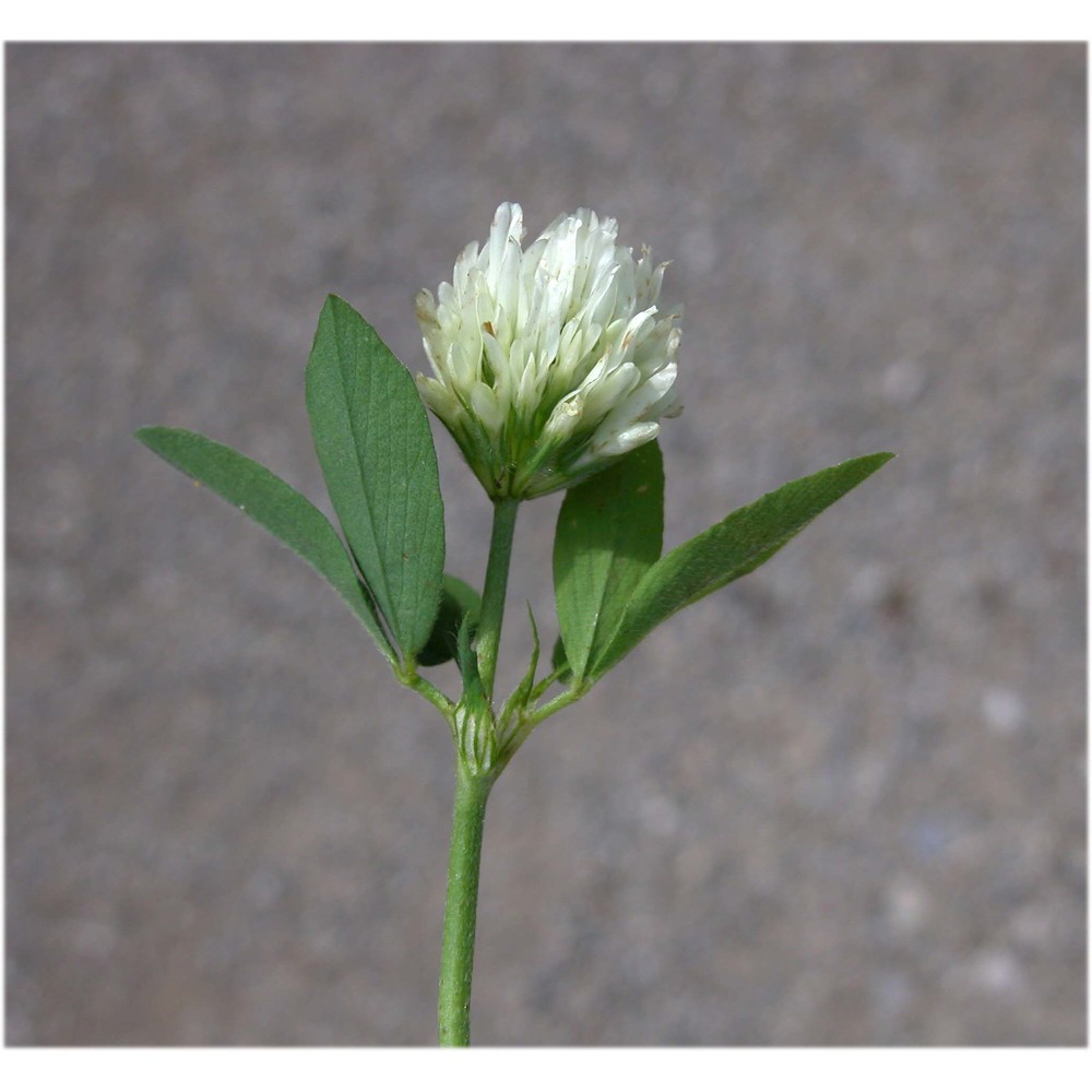 trifolium alexandrinum l.