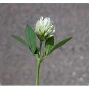 trifolium alexandrinum l.