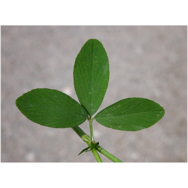 trifolium alexandrinum l.