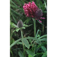 trifolium alpestre l.