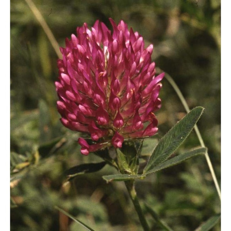 trifolium alpestre l.