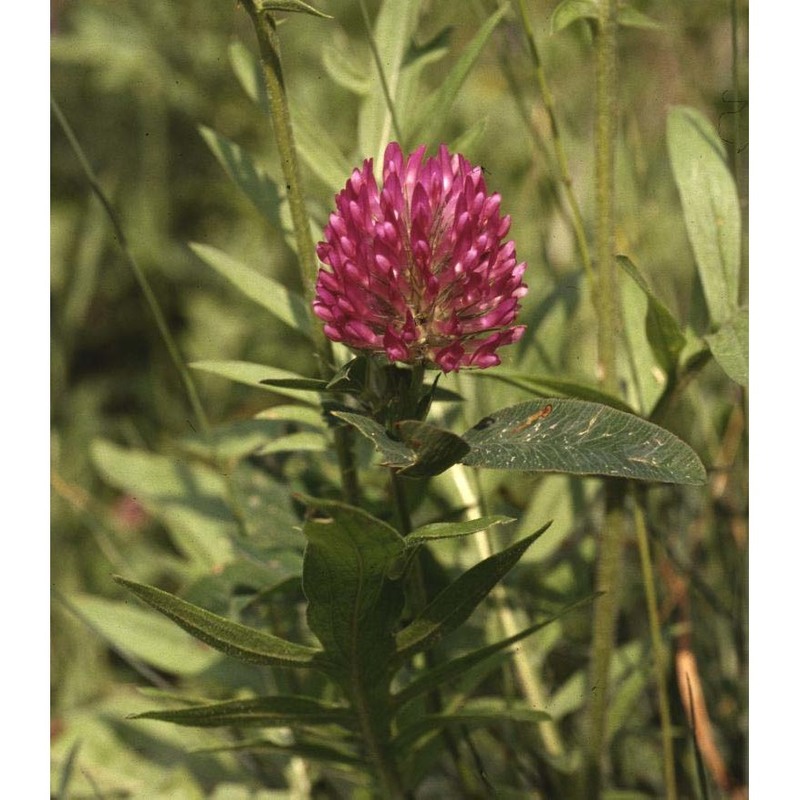 trifolium alpestre l.