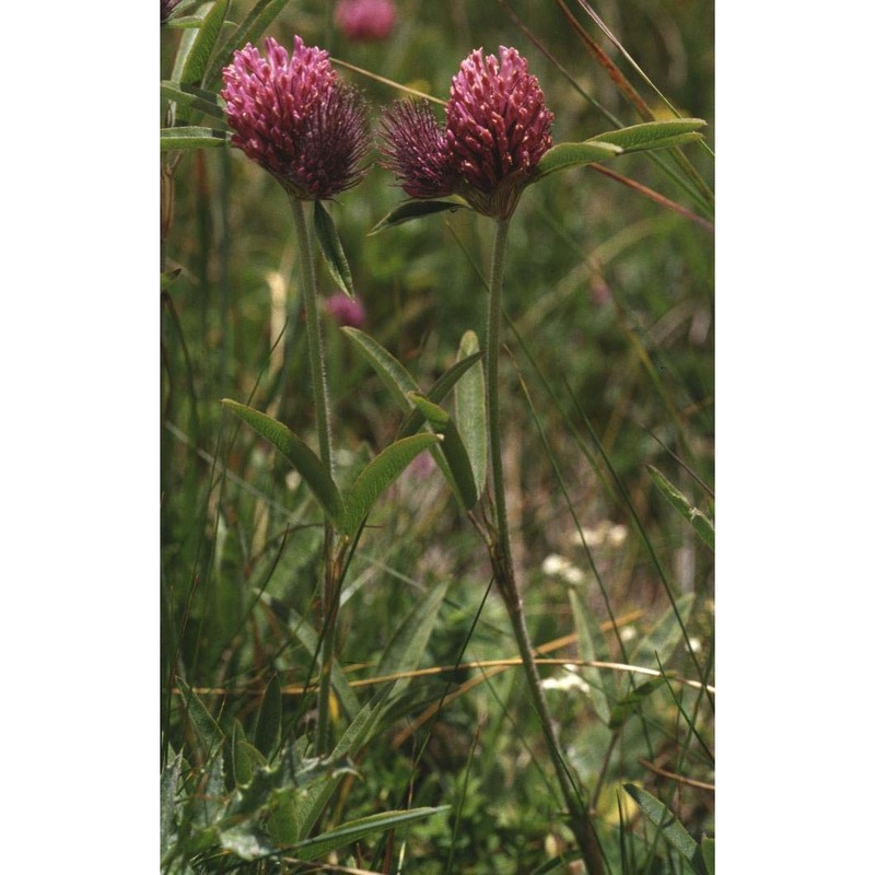 trifolium alpestre l.