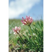 trifolium alpinum l.