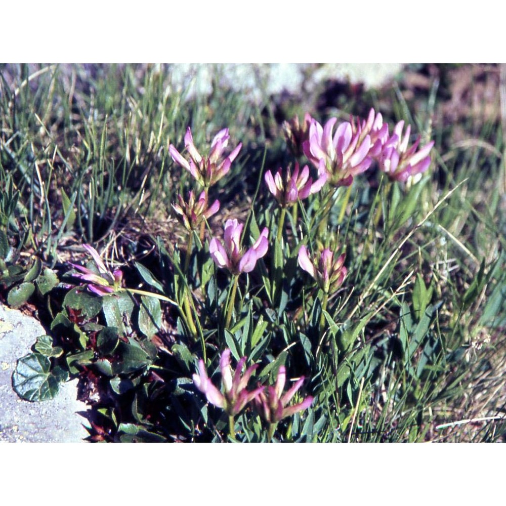 trifolium alpinum l.