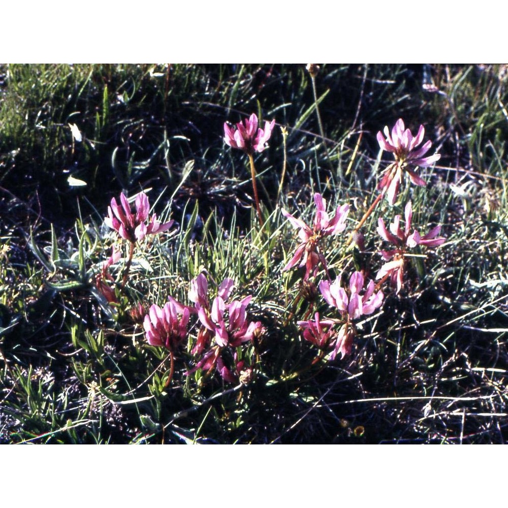 trifolium alpinum l.