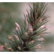 trifolium angustifolium l.