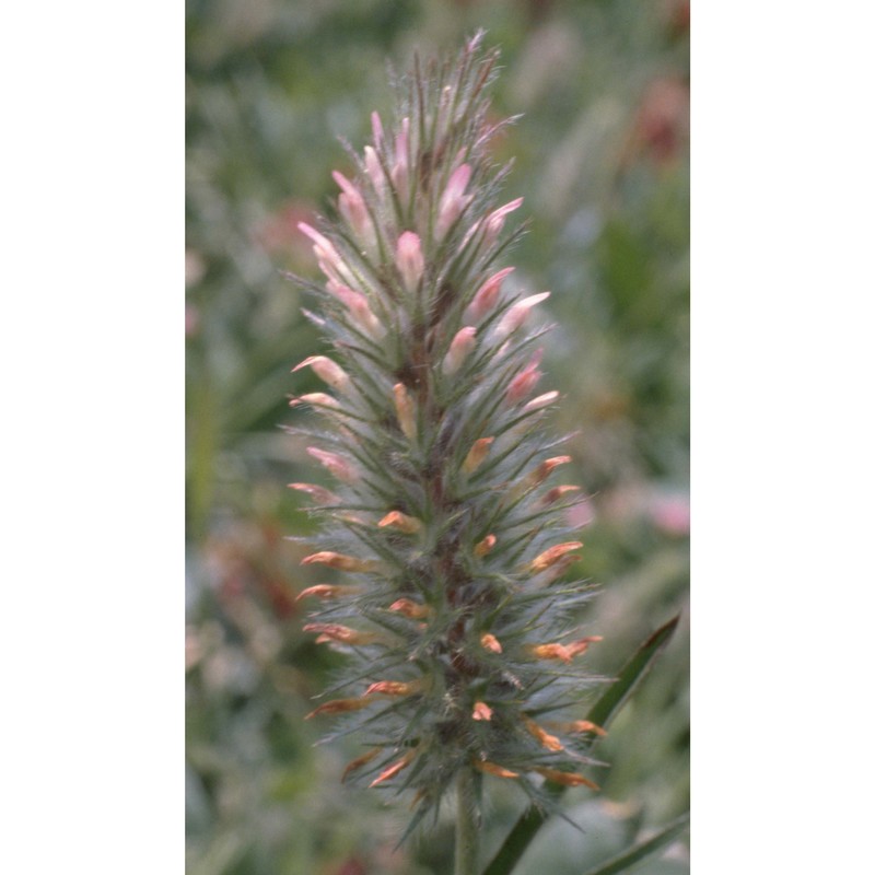 trifolium angustifolium l.