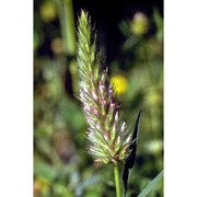 trifolium angustifolium l.