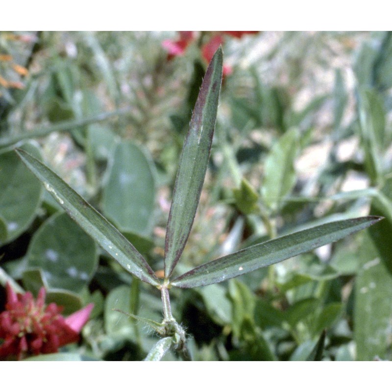 trifolium angustifolium l.