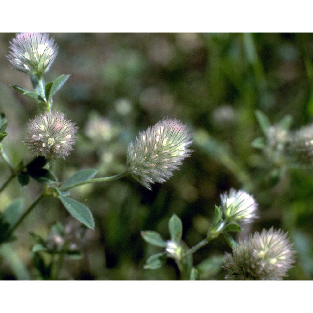 trifolium arvense l.