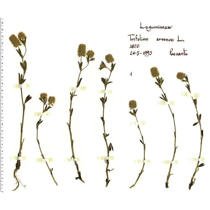 trifolium arvense l.