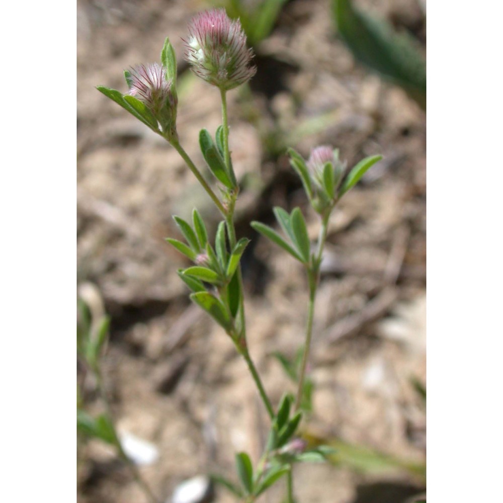 trifolium arvense l.