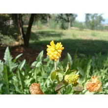 trifolium aureum pollich