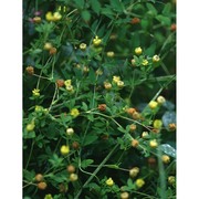 trifolium aureum pollich