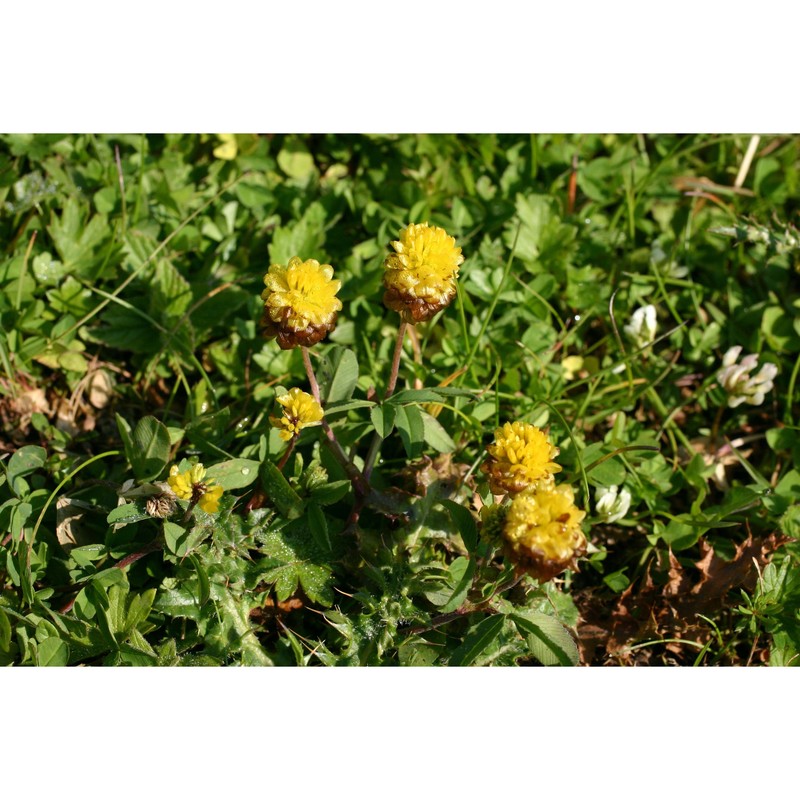 trifolium badium schreb.