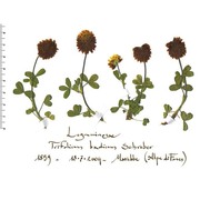 trifolium badium schreb.