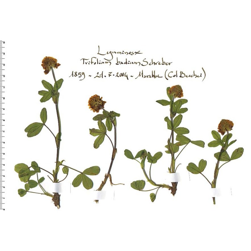 trifolium badium schreb.