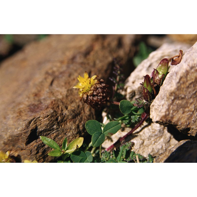 trifolium badium schreb.