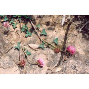 trifolium bivonae guss.