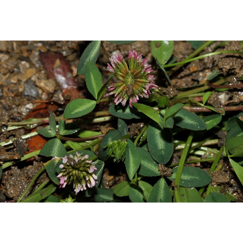 trifolium bivonae guss.