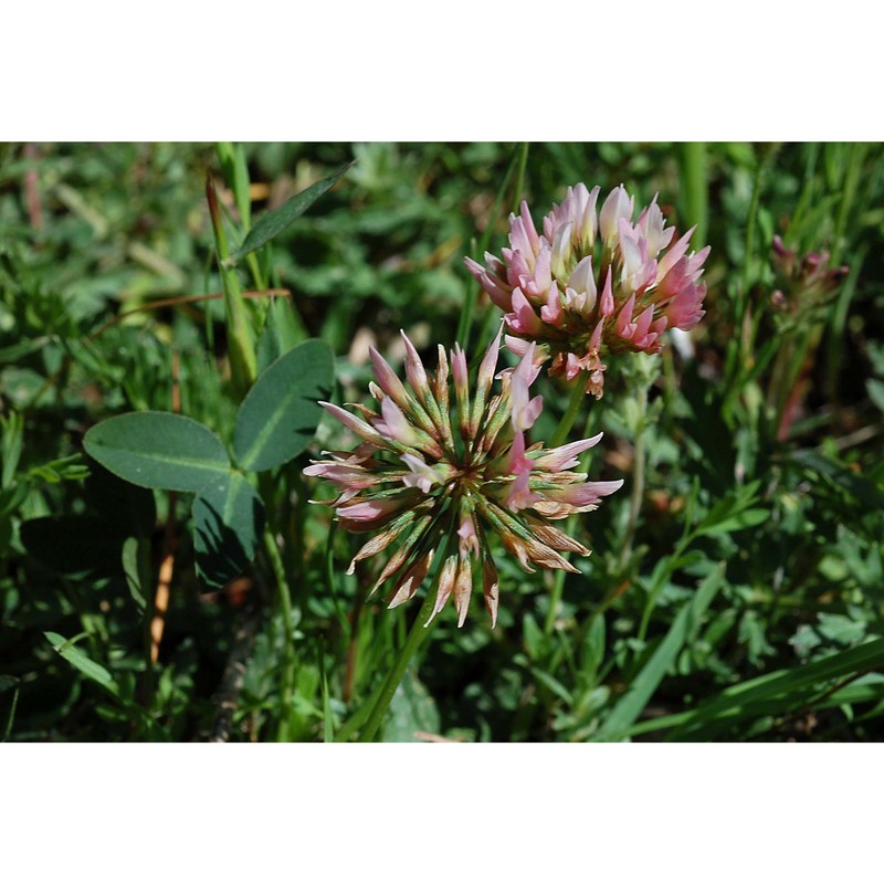 trifolium bivonae guss.