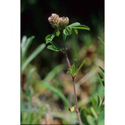 trifolium bocconei savi