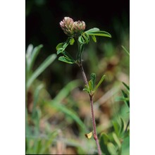 trifolium bocconei savi