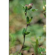 trifolium bocconei savi