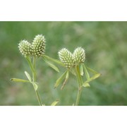 trifolium bocconei savi