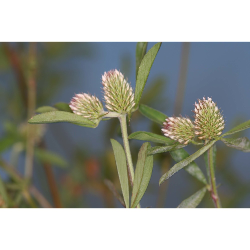 trifolium bocconei savi