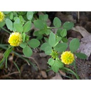 trifolium brutium ten.