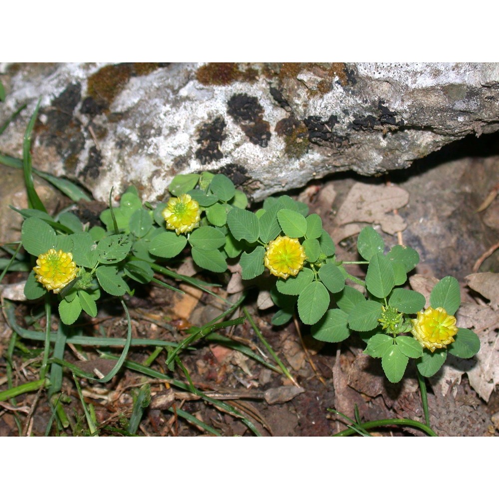 trifolium brutium ten.