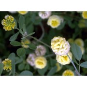 trifolium campestre schreb.