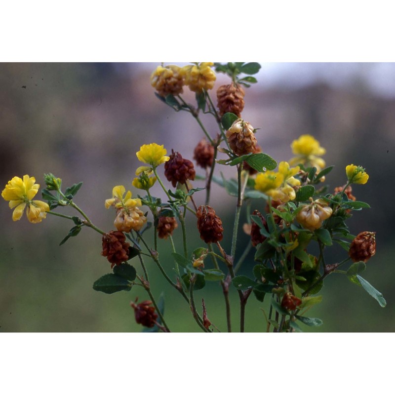 trifolium campestre schreb.