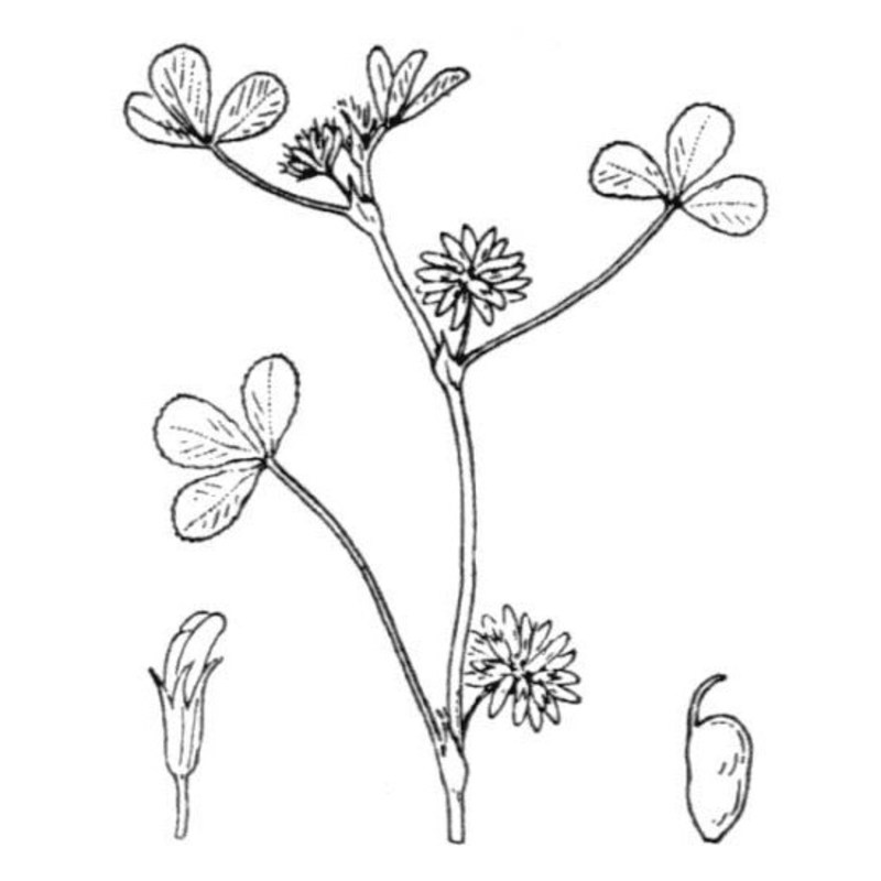 trifolium cernuum brot.