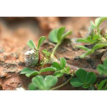 trifolium cherleri l.